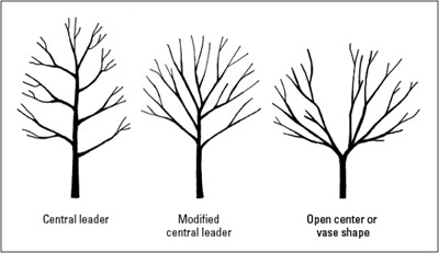 OPEN CENTER PRUNING OPEN CENTER PRUNING