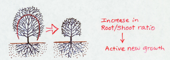 roots to shoots ratio roots to shoots ratio